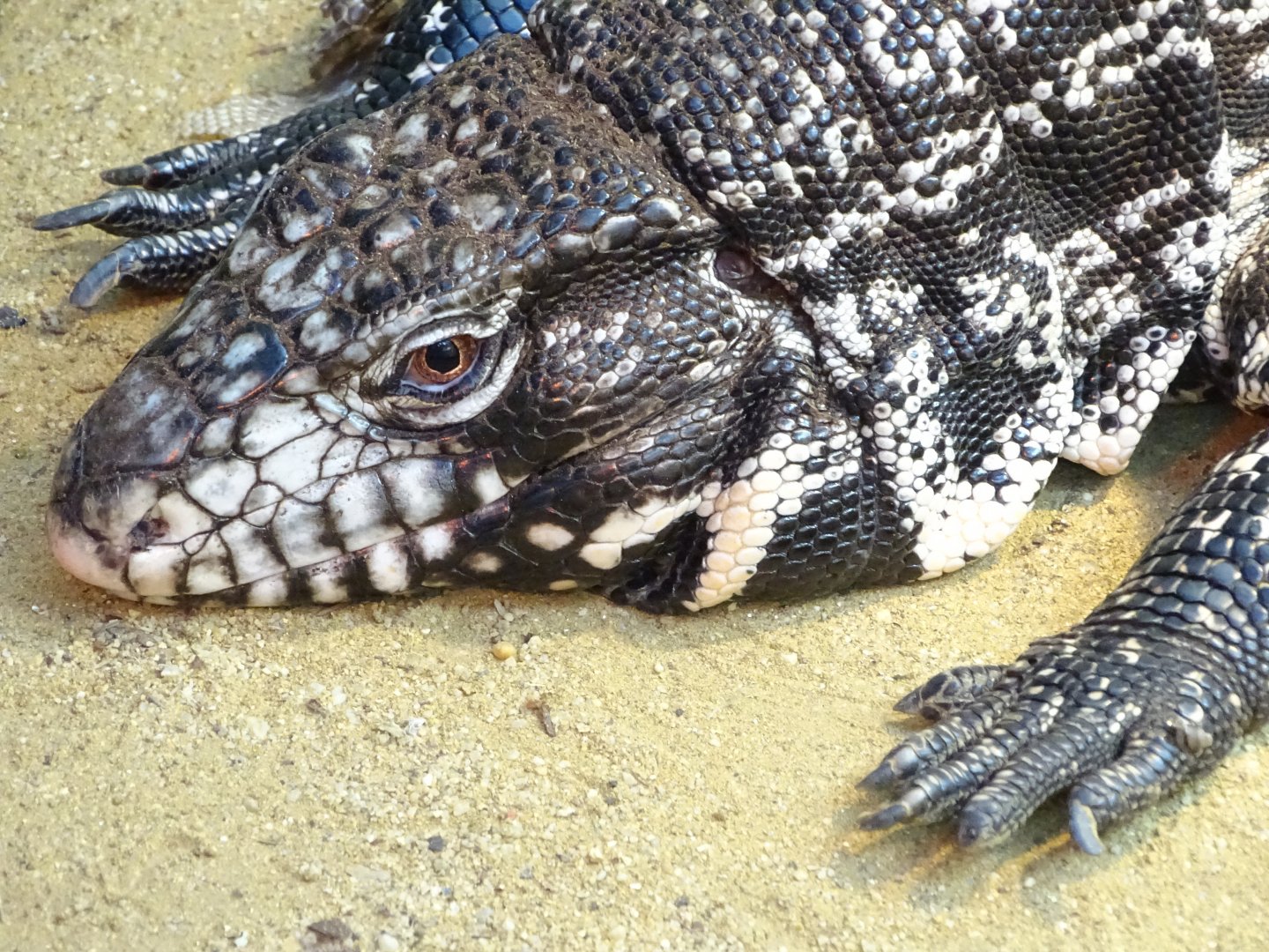 Argentine black and white tegu (Salvator merianae)