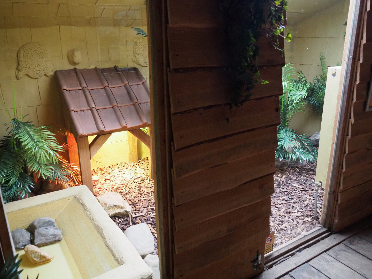 Argentine black and white tegu terrarium, 2020-09-12