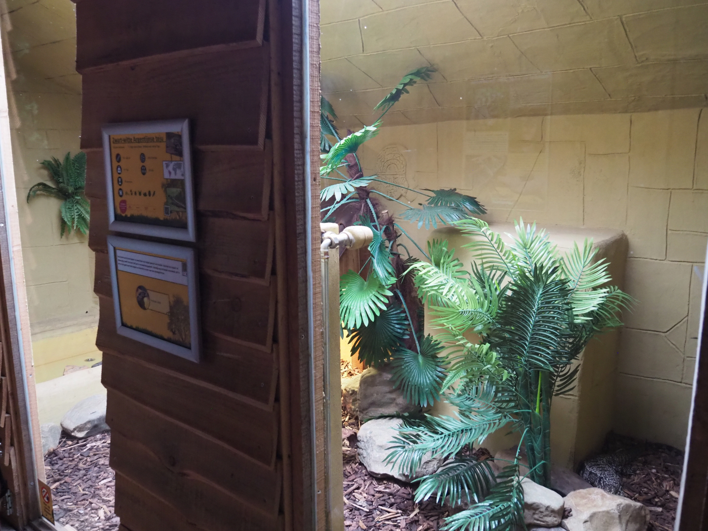 Argentine black and white tegu terrarium, 2020-09-12