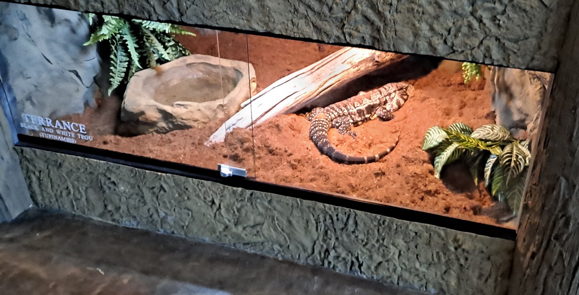 Argentine Black-and-White Tegu (Terrence) Exhibit (4/19/25)