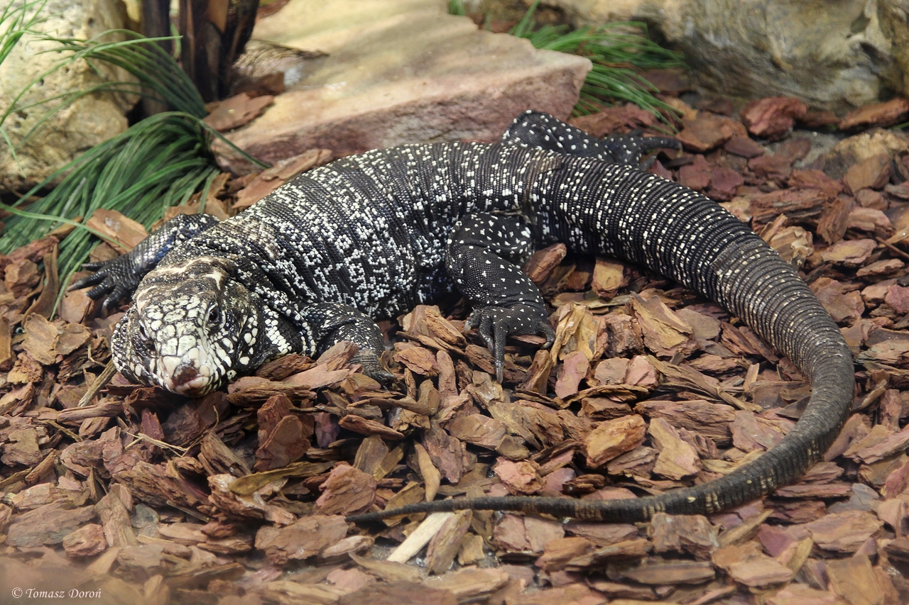 Argentine Black and White Tegu (Tupinambis merianae)