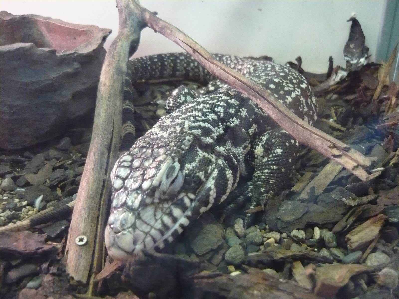 Argentine black and white tegu (Tupinambis merianae)