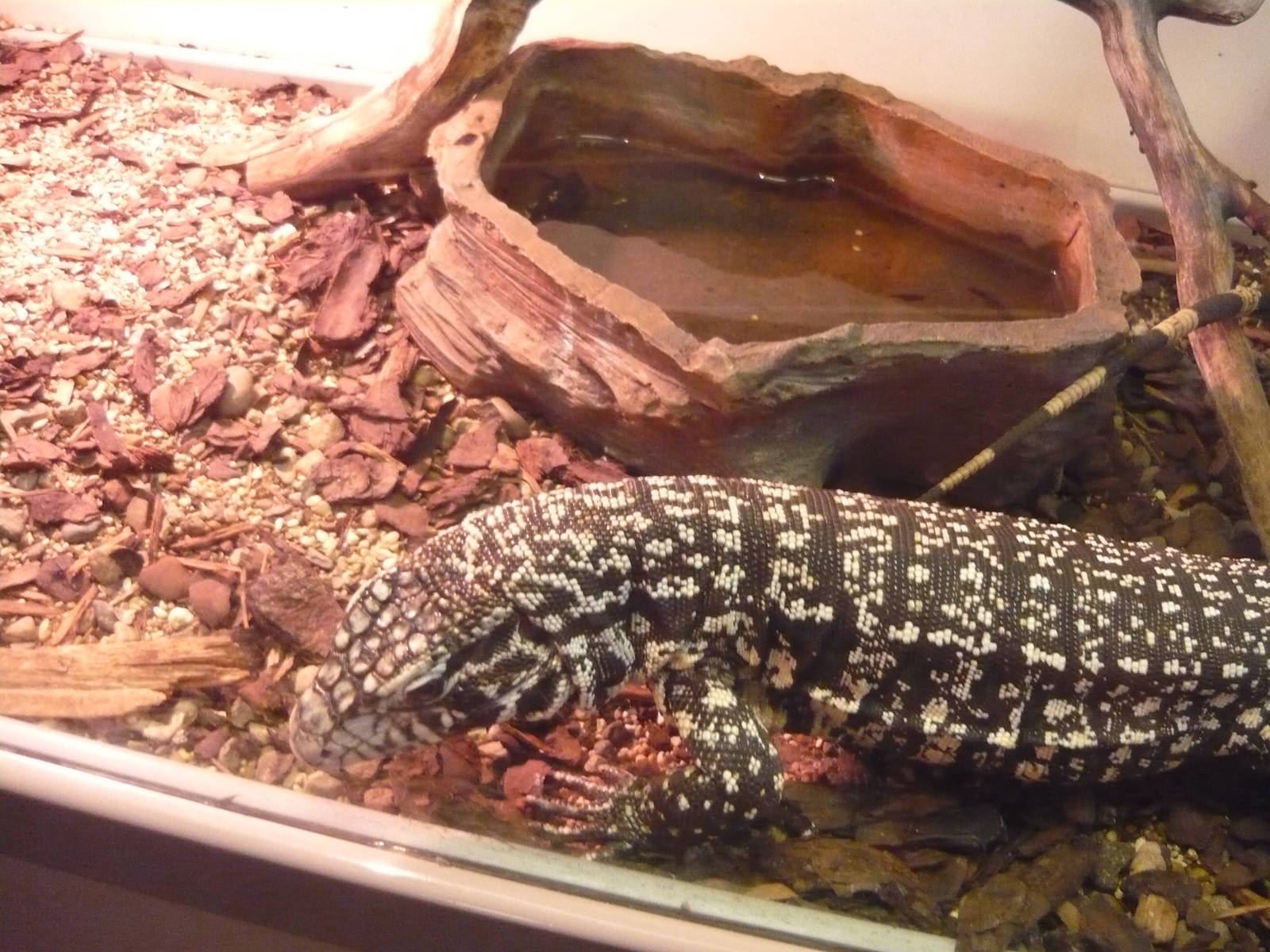 Argentine black and white tegu (Tupinambis merianae)