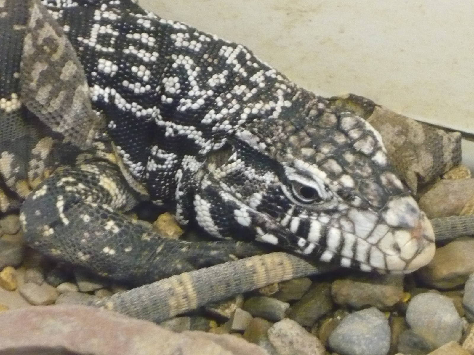 Argentine black and white tegu (Tupinambis merianae)