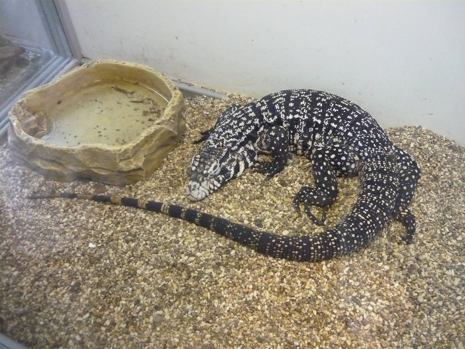 Argentine black and white tegu (Tupinambis merianae)