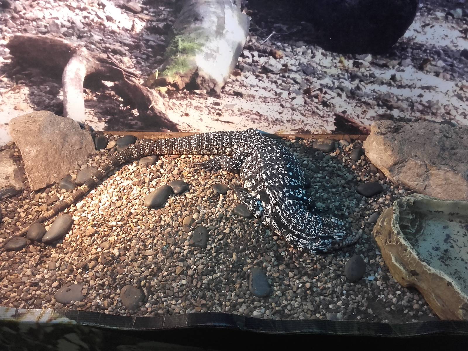 Argentine black and white tegu (Tupinambis (=Salvator) merianae)