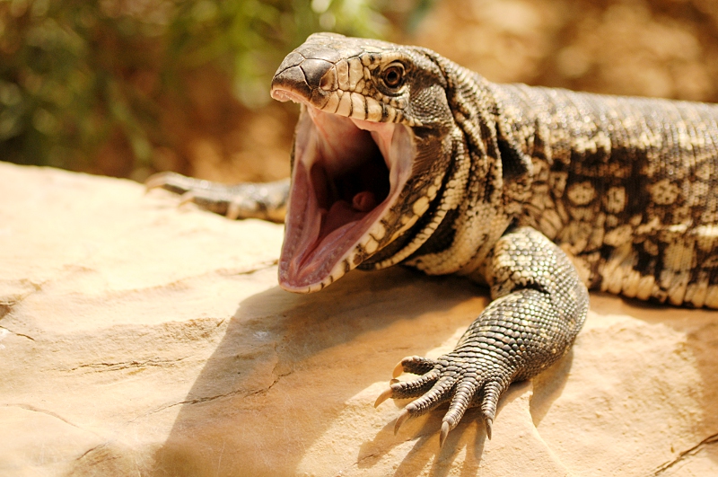 Argentine black and white tegu