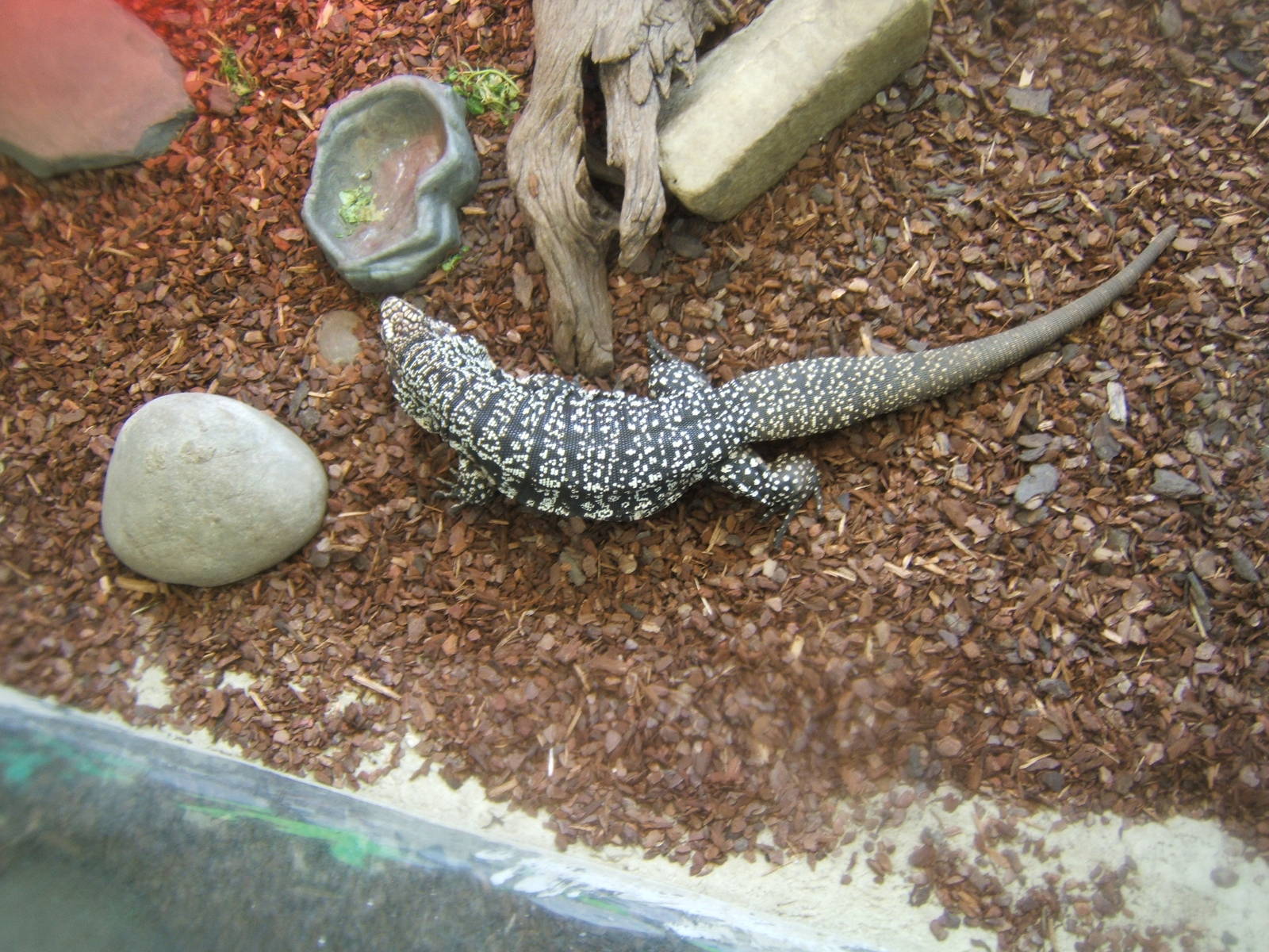 Argentine Black and White Tegu