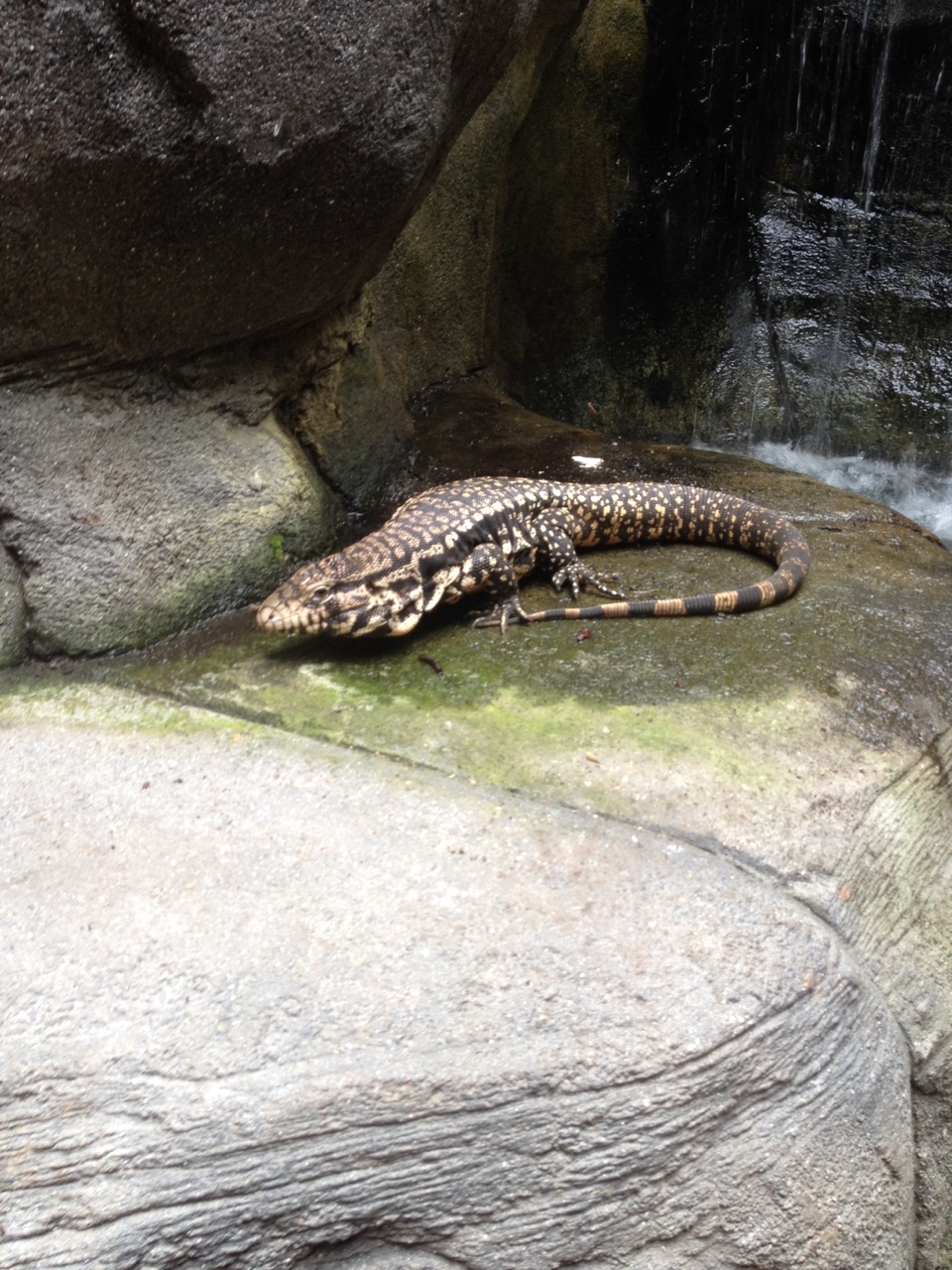 Argentine Black and White Tegu