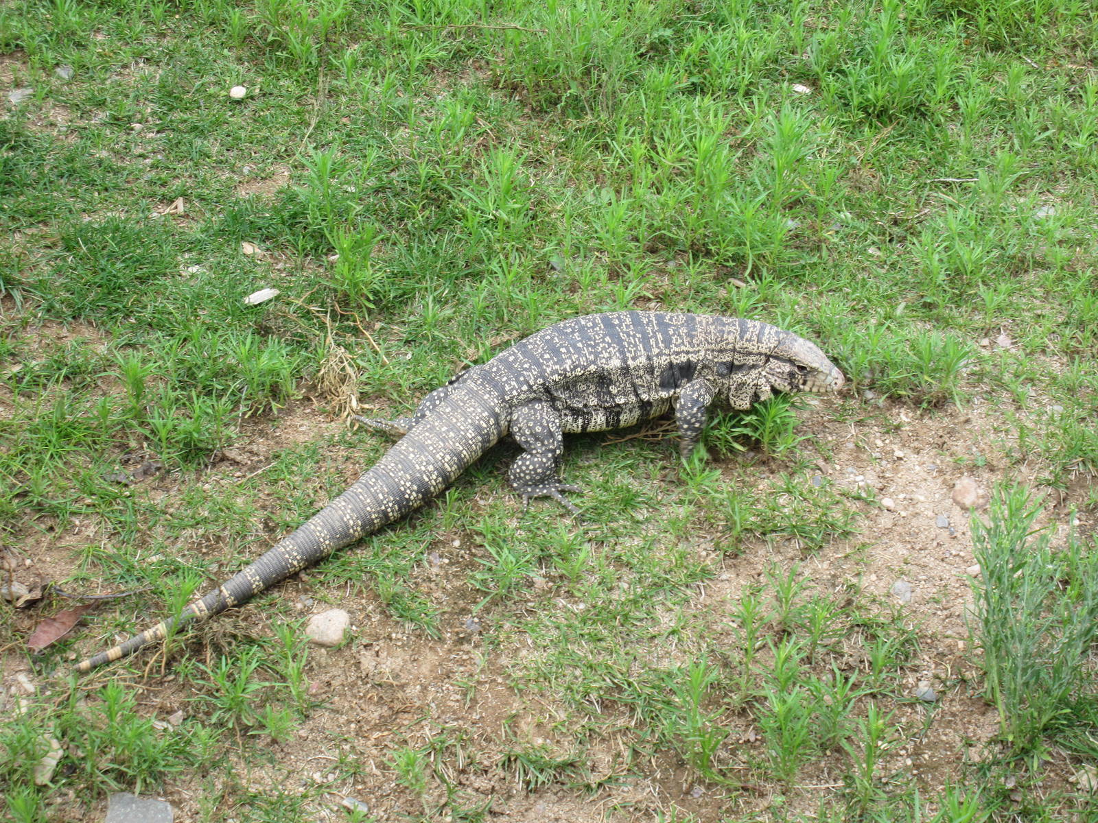 Argentine Black-and-White Tegu