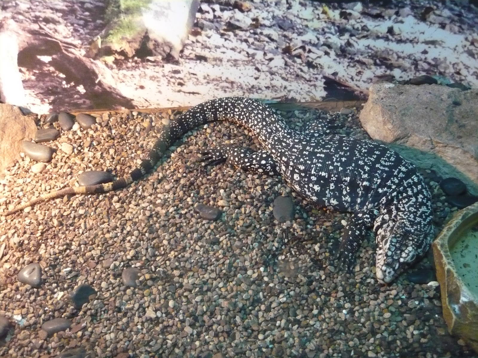 Argentine black and white tegu