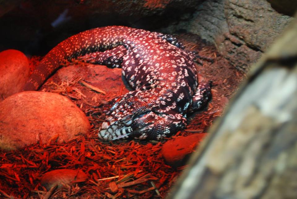 Argentine Black-and-White Tegu