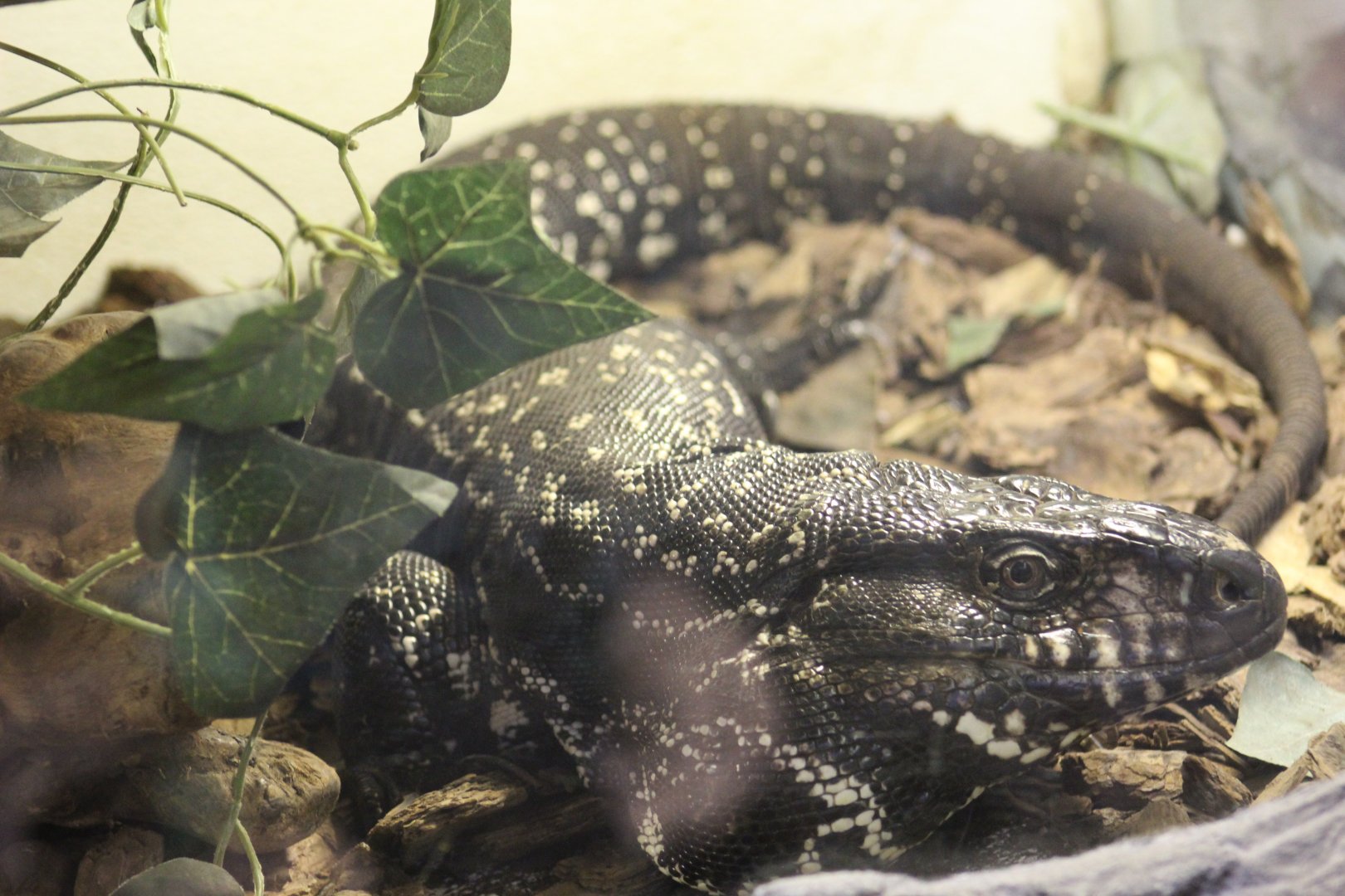 Argentine Black-and-White Tegu
