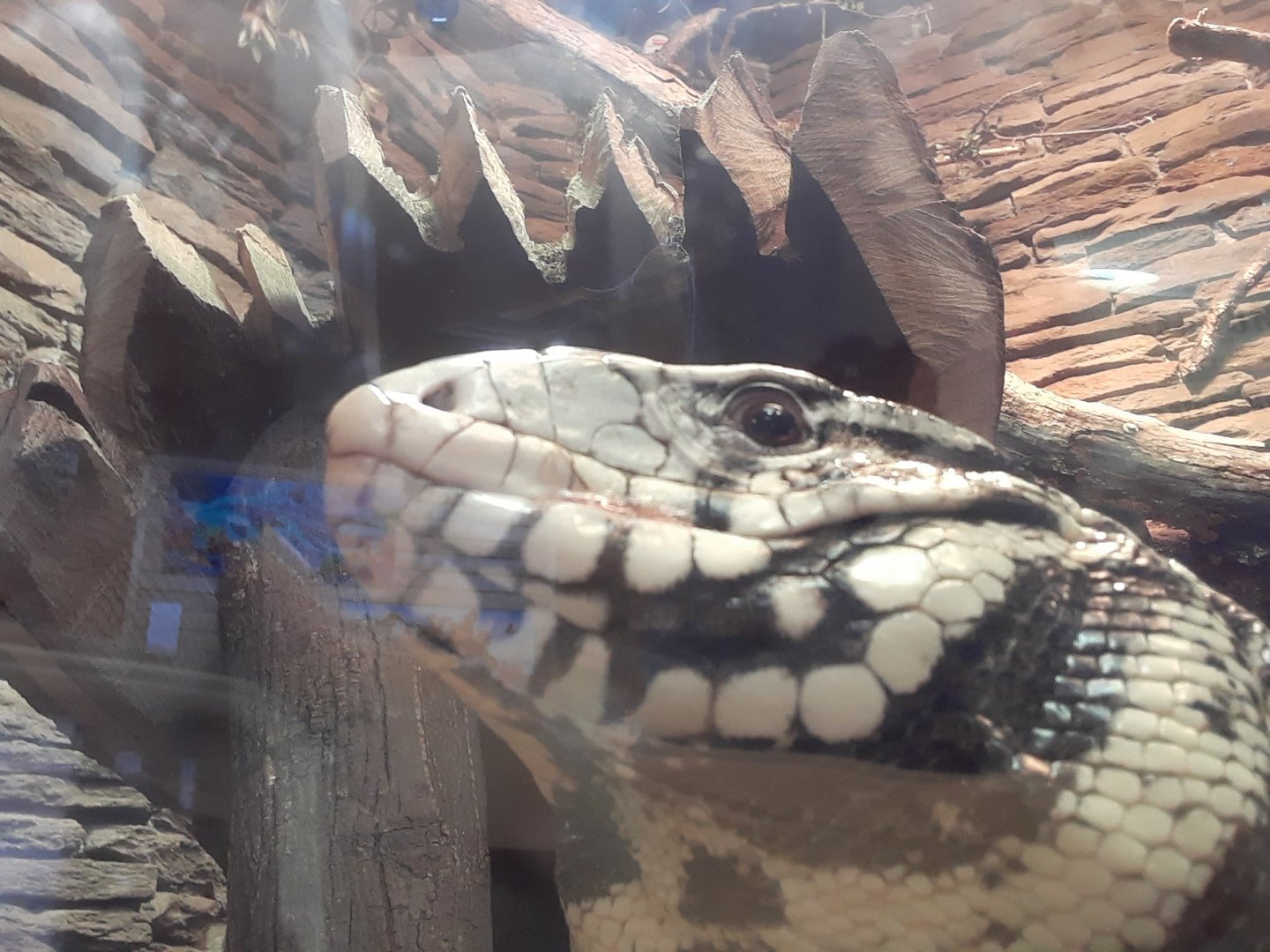 Argentine Black and White Tegu