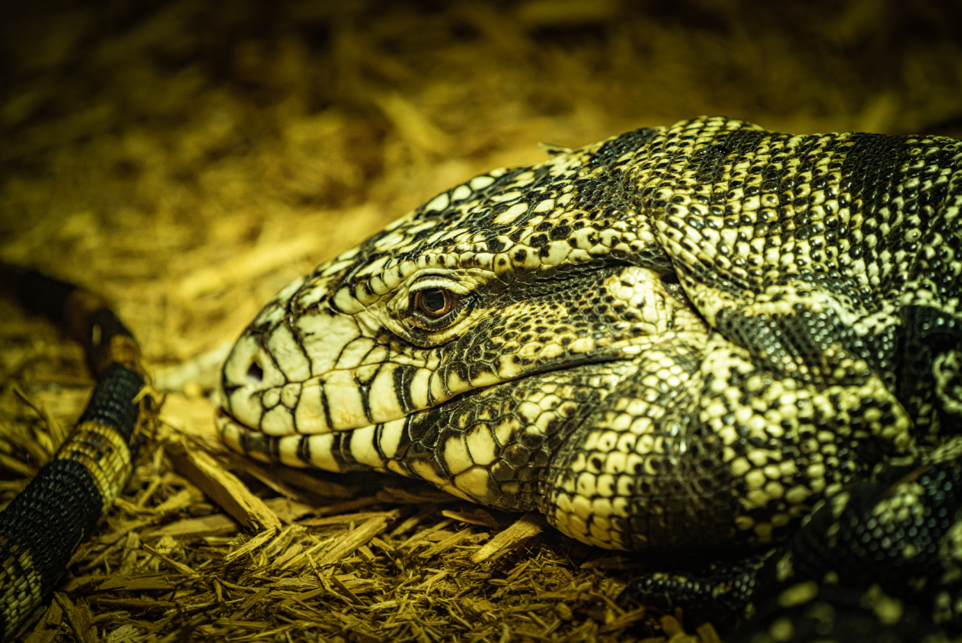 Argentine Black and White Tegu