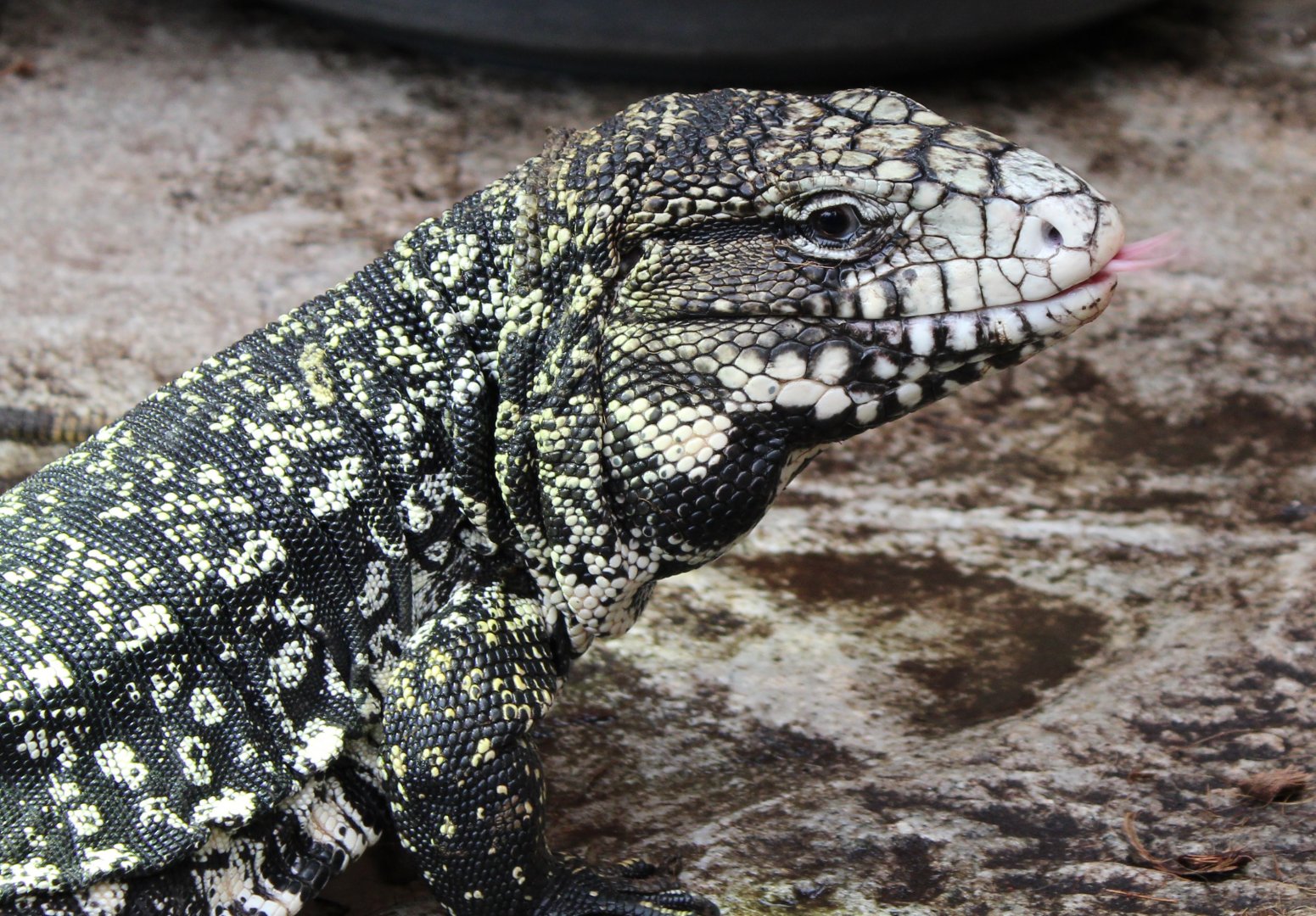 Argentine black and white tegu
