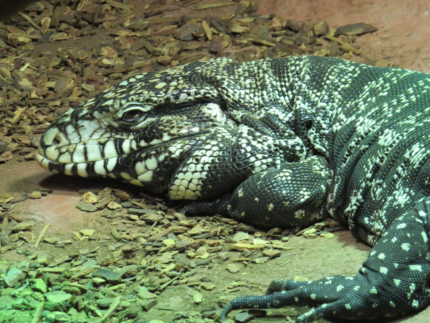 Argentine black-and-white tegu