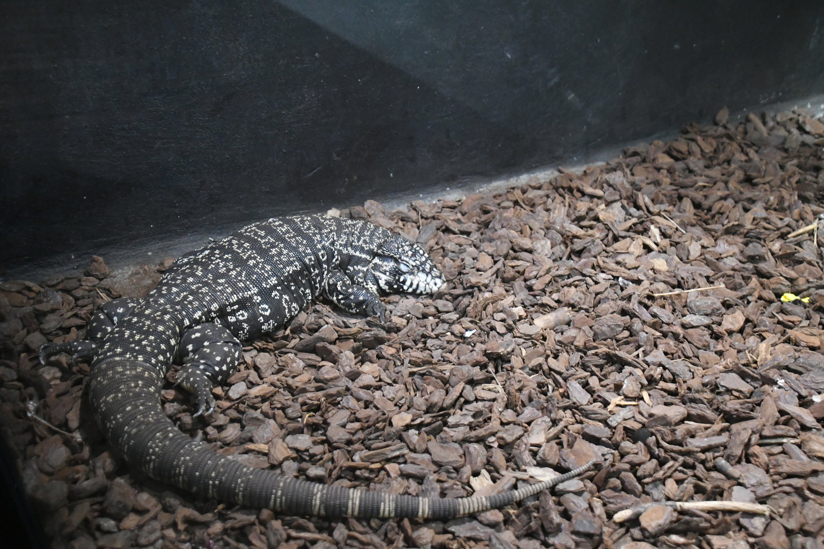 Argentine Black-and-white Tegu