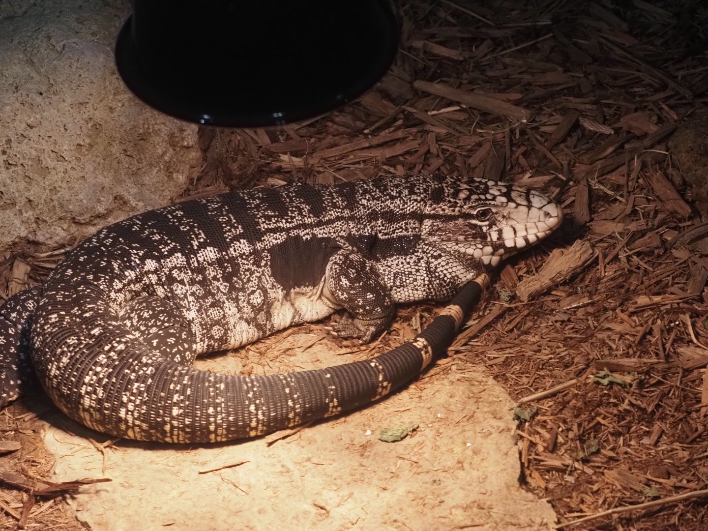 Argentine Black-and-White Tegu