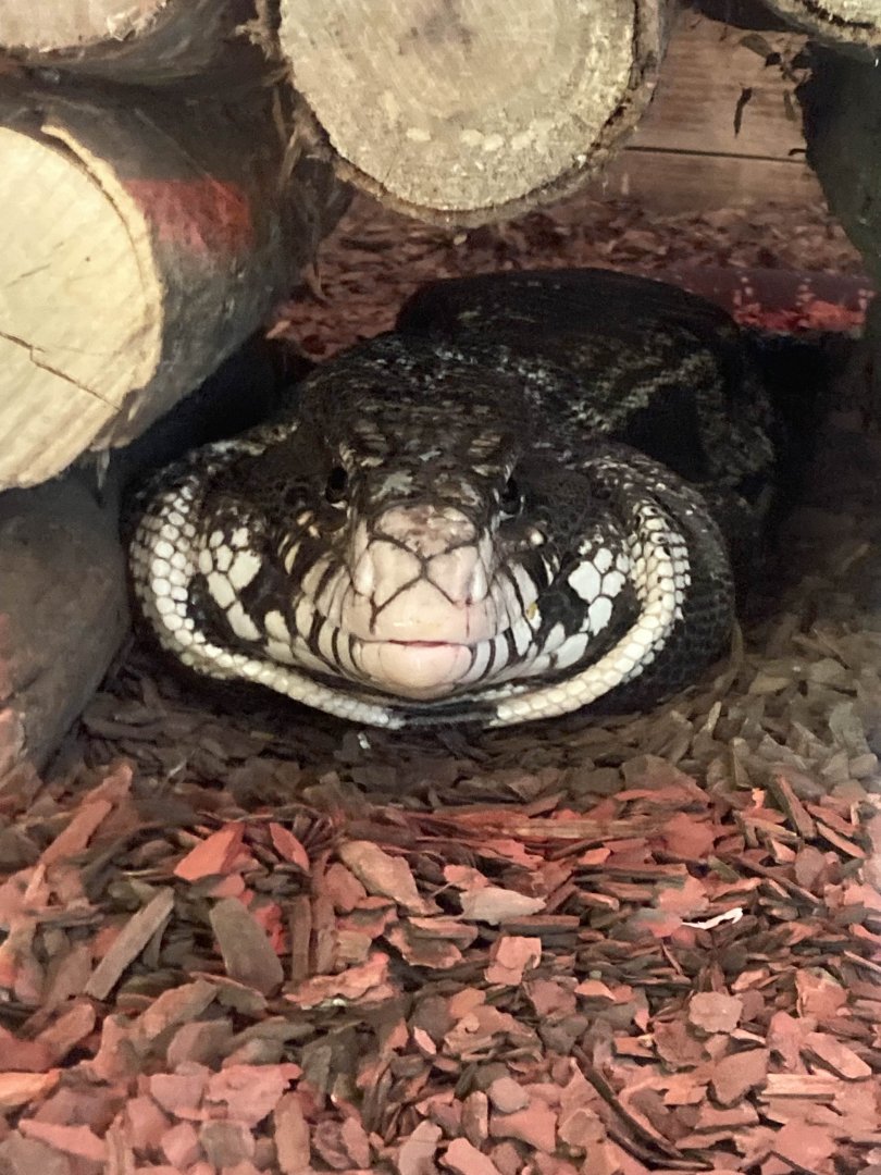 Argentine Black-And-White Tegu