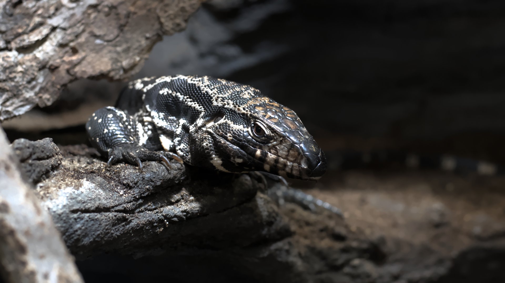 Argentine black and white tegu
