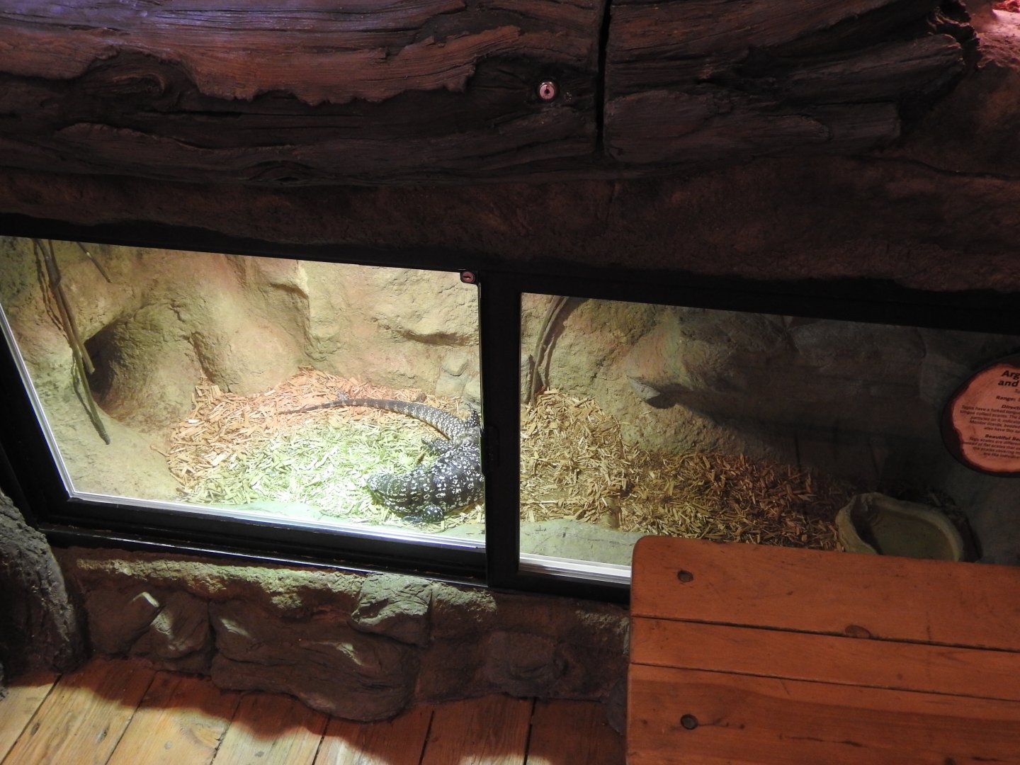 Argentine Black & White Tegu exhibit