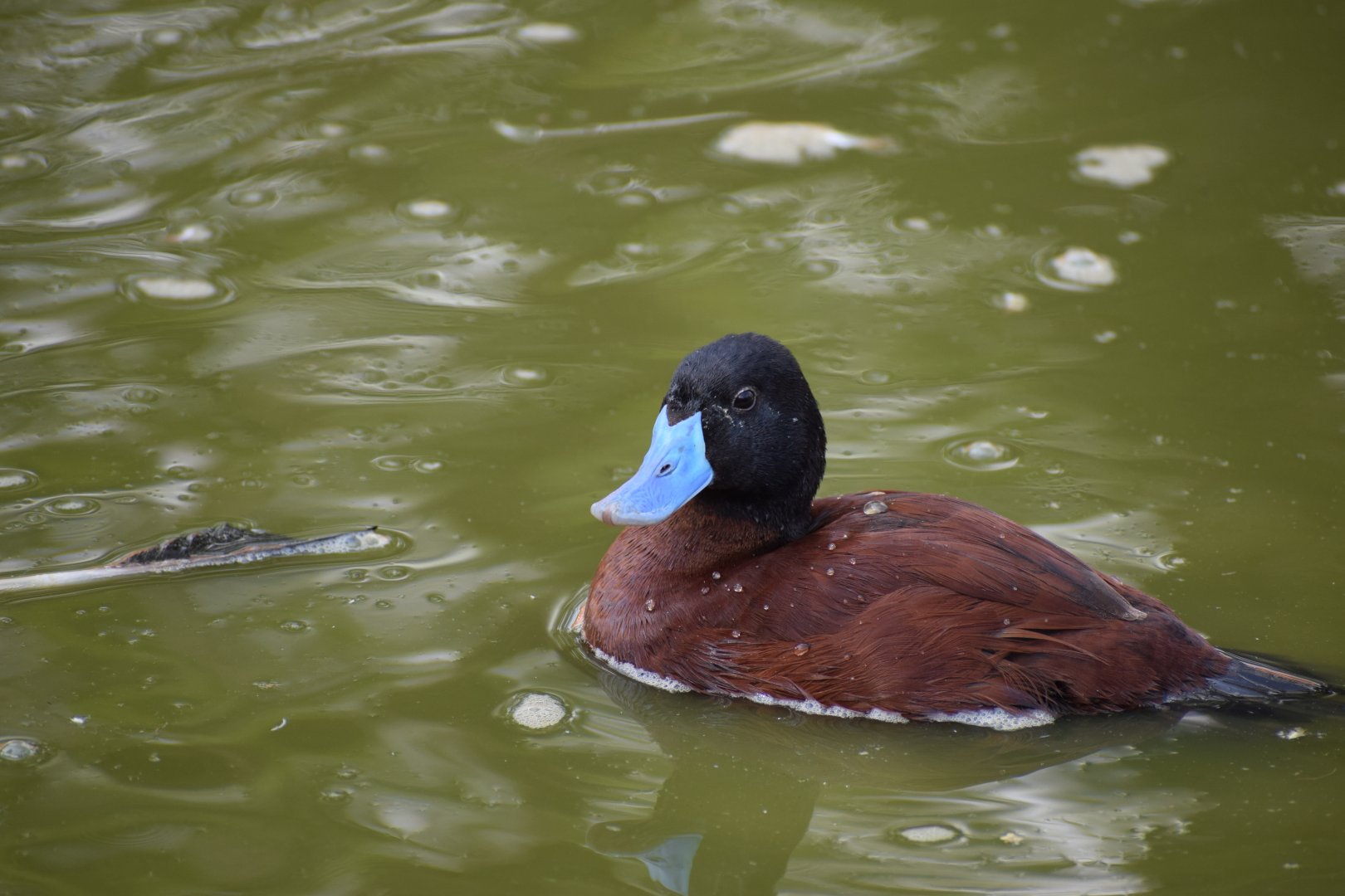 Argentine Blue Bill (Lake Duck)