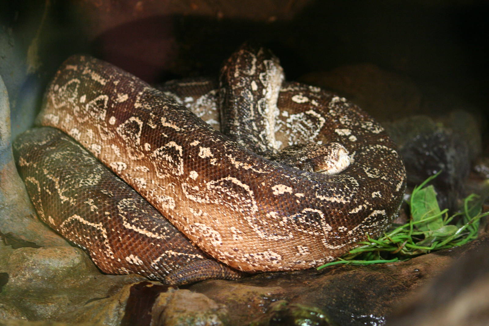 Argentine boa constrictor