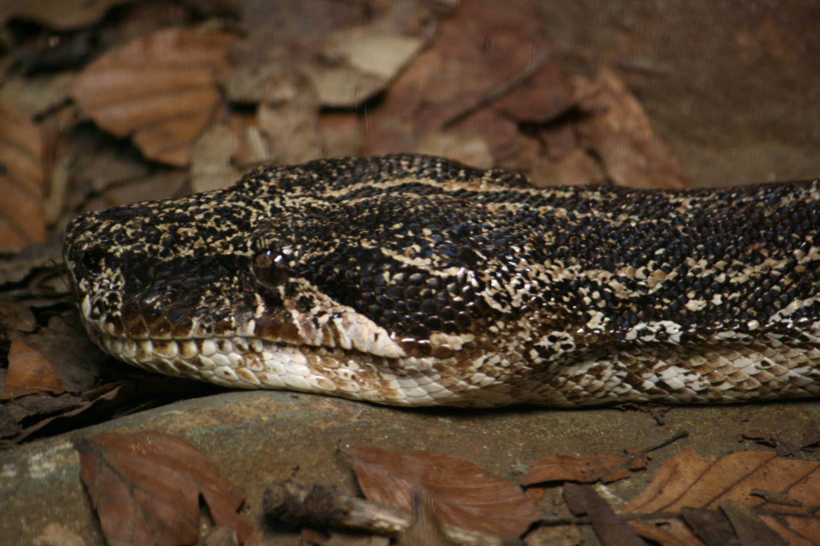 Argentine boa constrictor