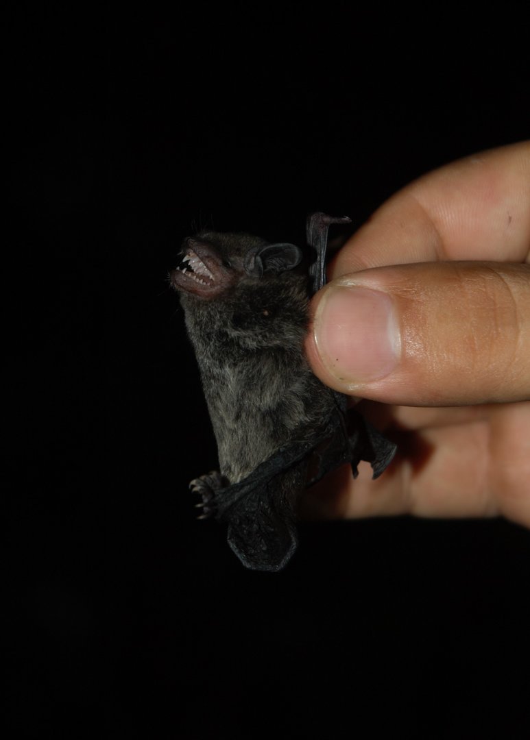 Argentine Brown Bat (Eptesicus furinalis)