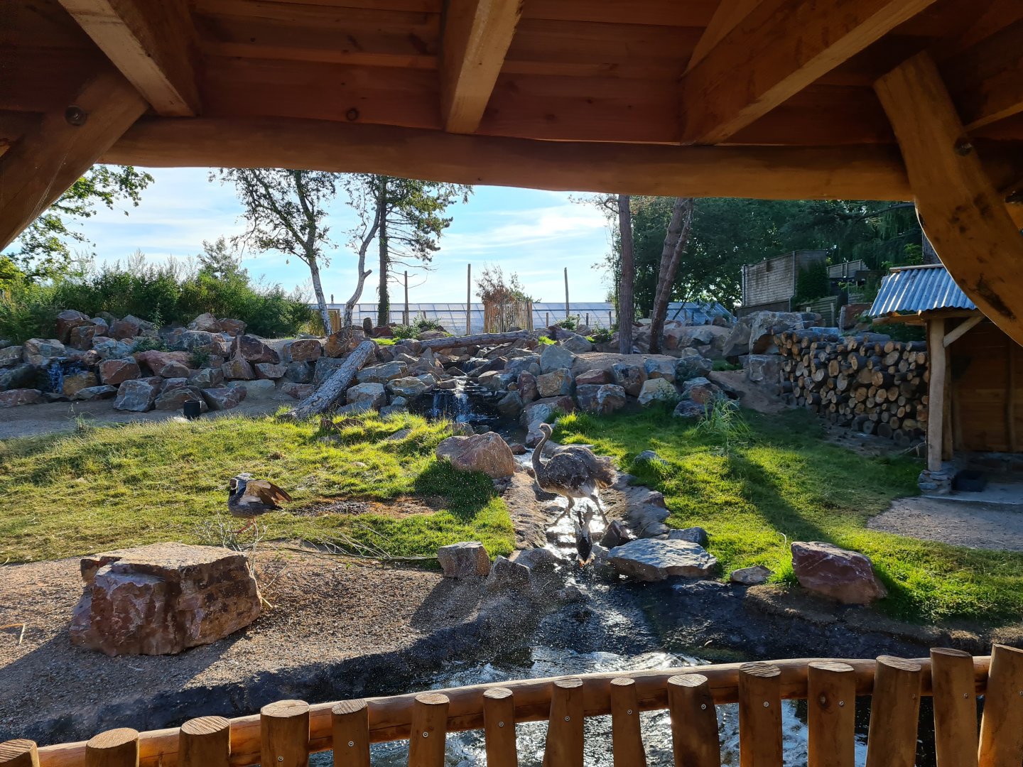 Argentine Cerrado - Action shot!