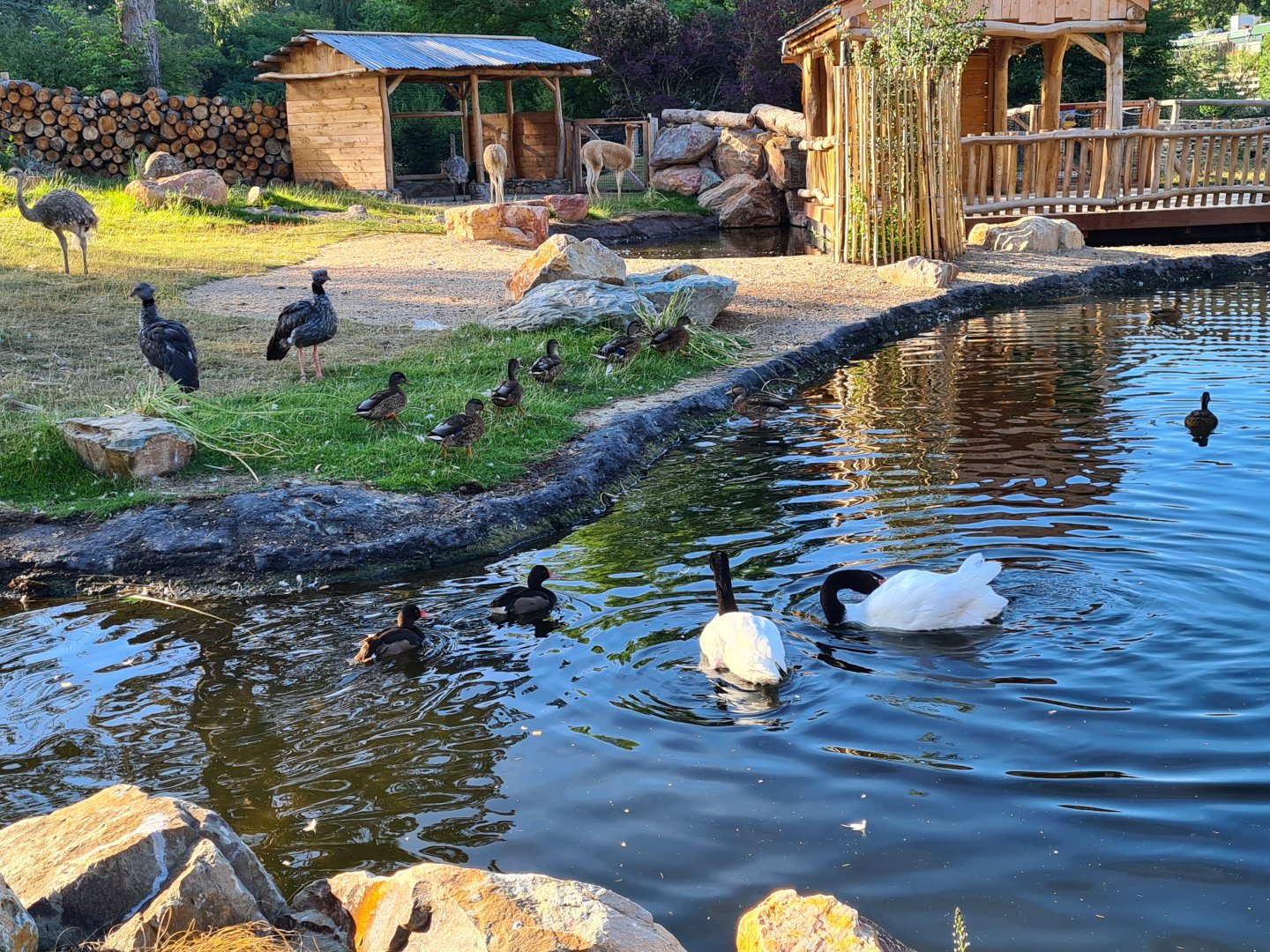 Argentine Cerrado - Black-necked swan, Rosy-billed pochard