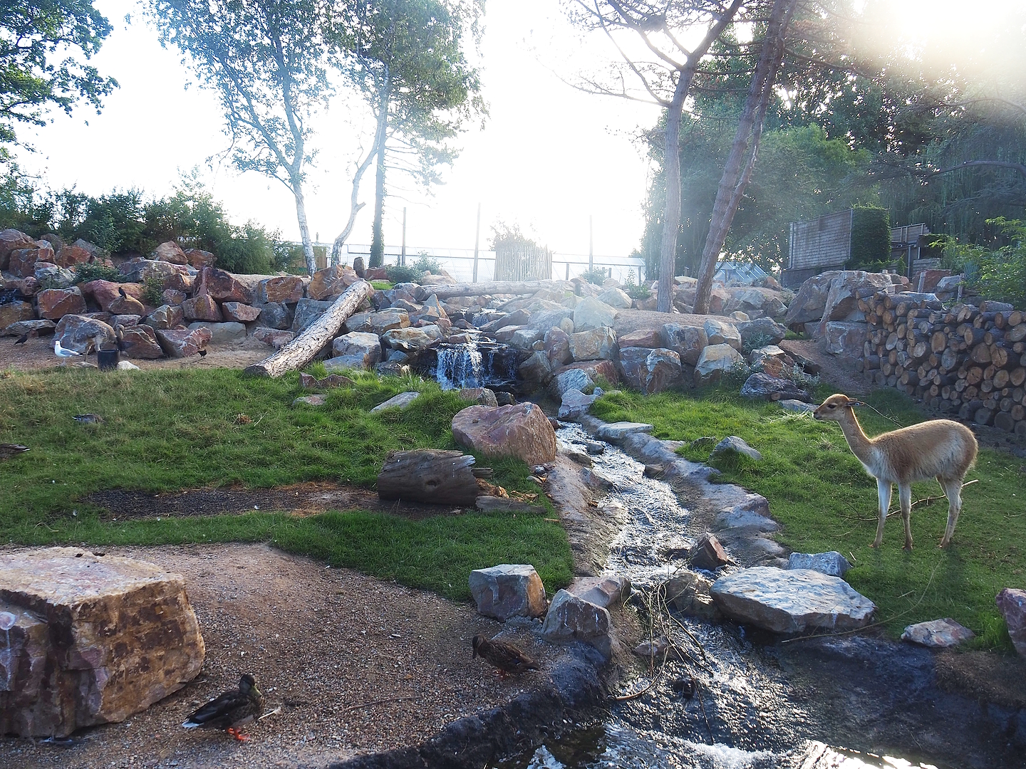 Argentine Cerrado exhibit, 2022-08-28