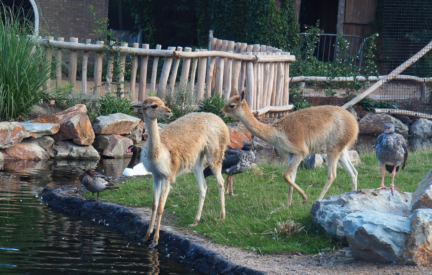 Argentine Cerrado exhibit - Vicuñas and different bird species, 2022-08-28