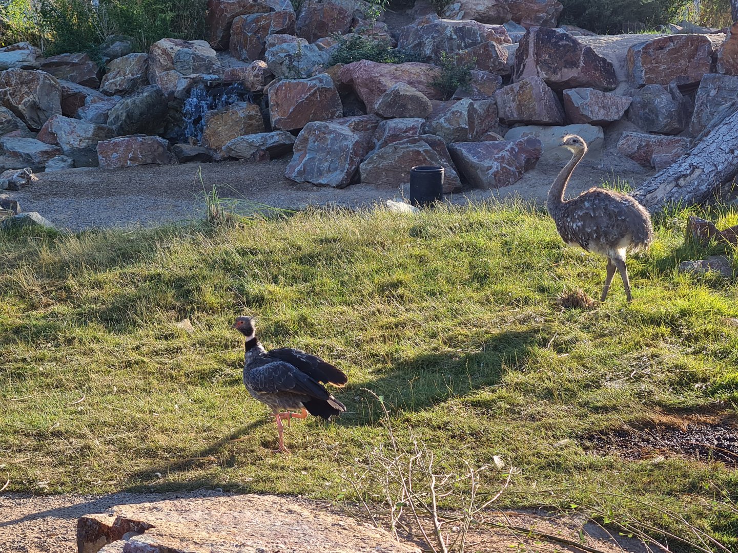 Argentine Cerrado - Lesser rhea, Southern screamer