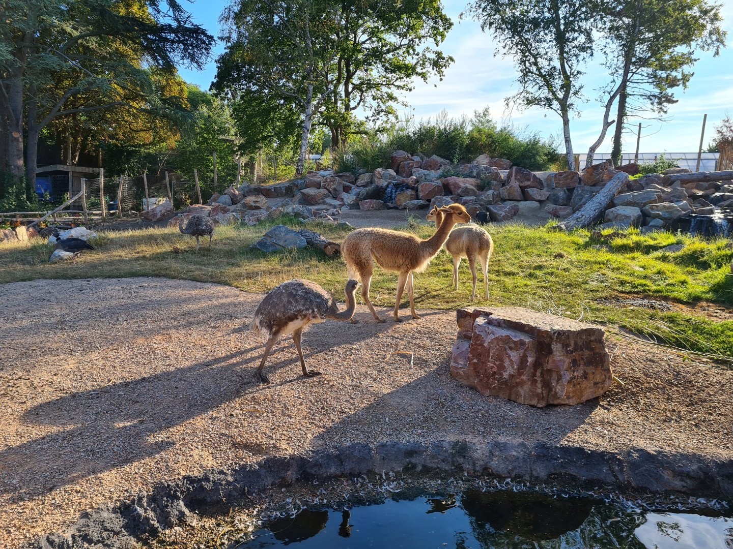 Argentine Cerrado - Lesser rhea, Vicuña, Southern screamer