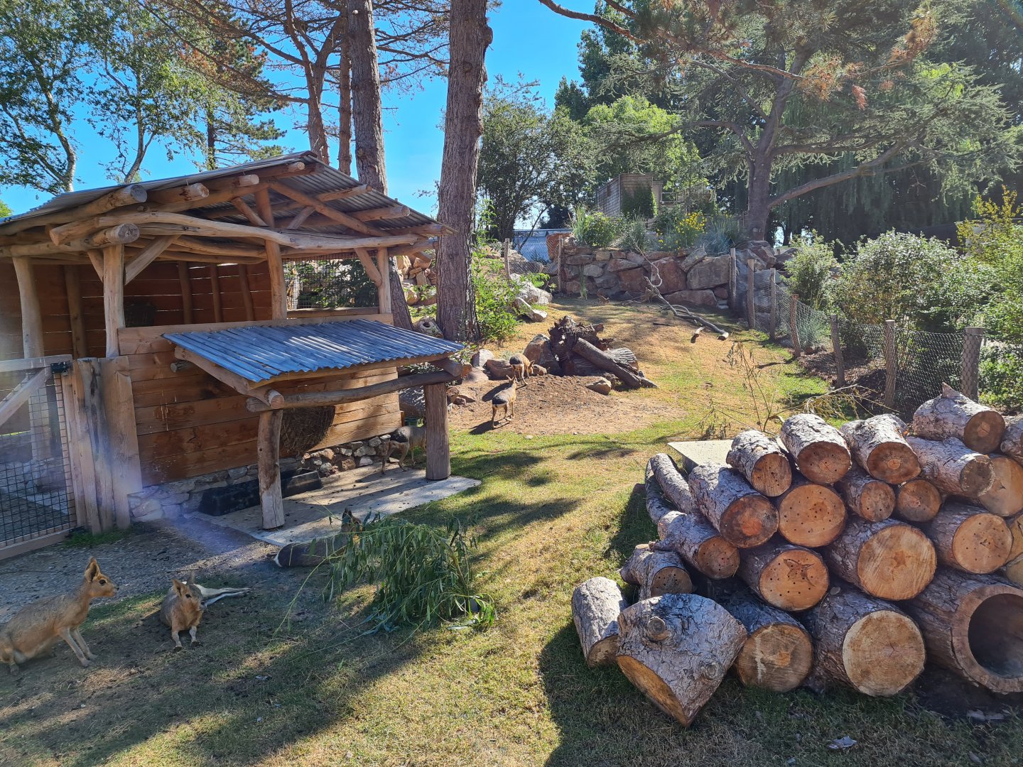 Argentine Cerrado - Patagonian mara walkthrough