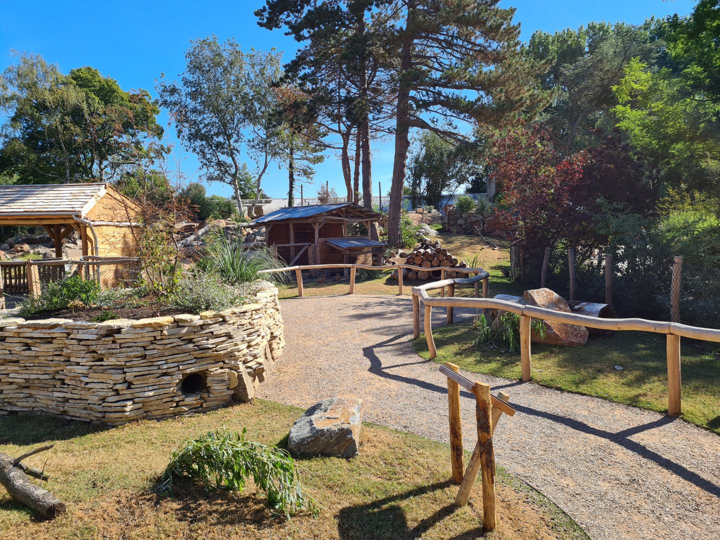 Argentine Cerrado - Patagonian mara walkthrough