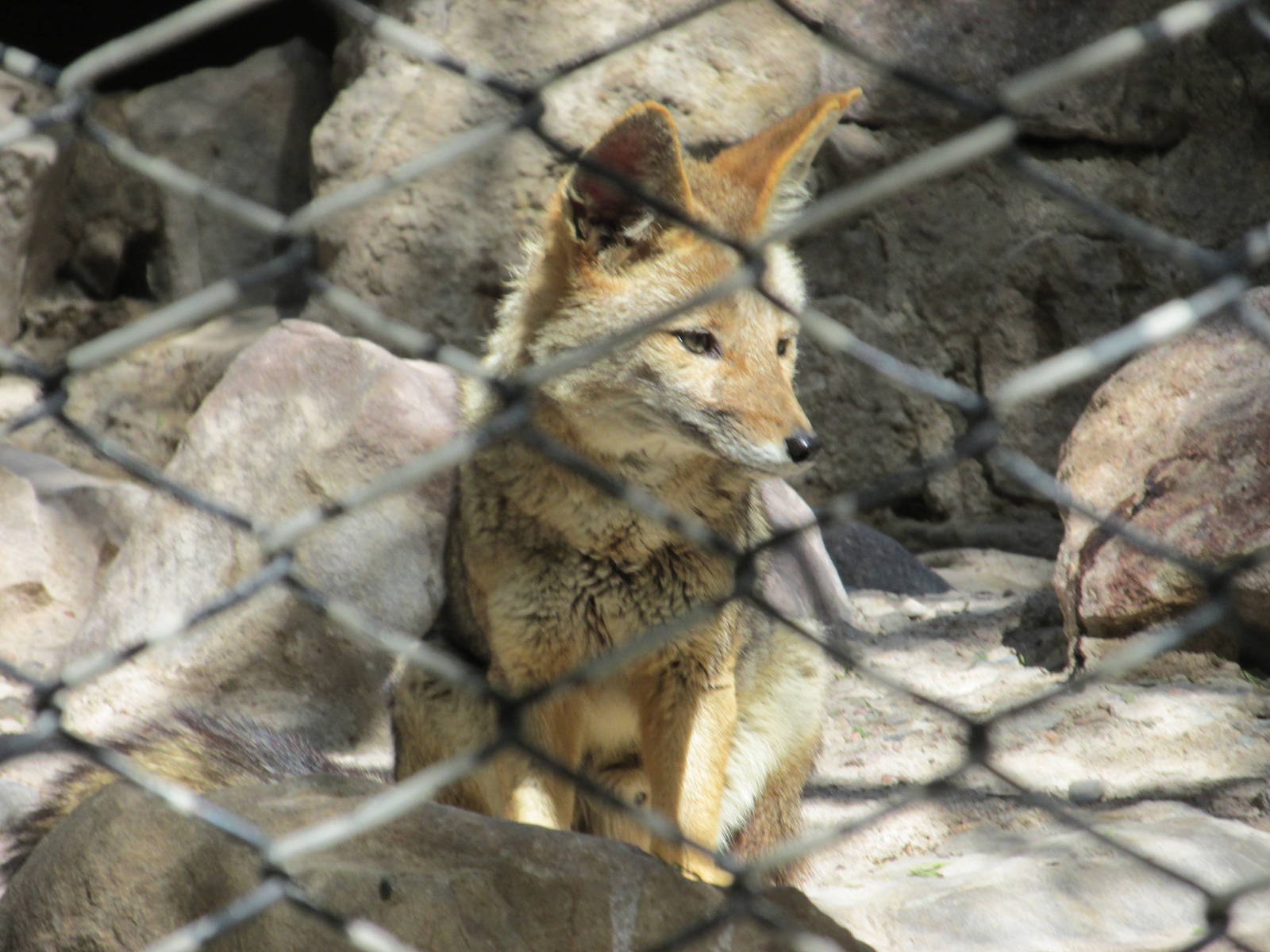 argentine gray fox mendoza zoo