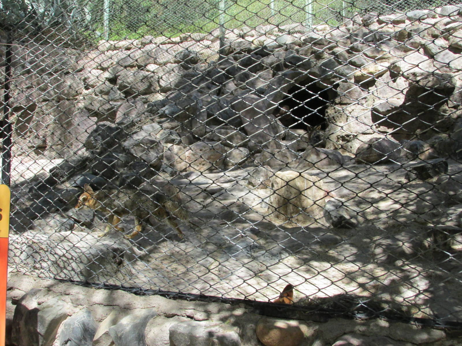argentine gray fox mendoza zoo