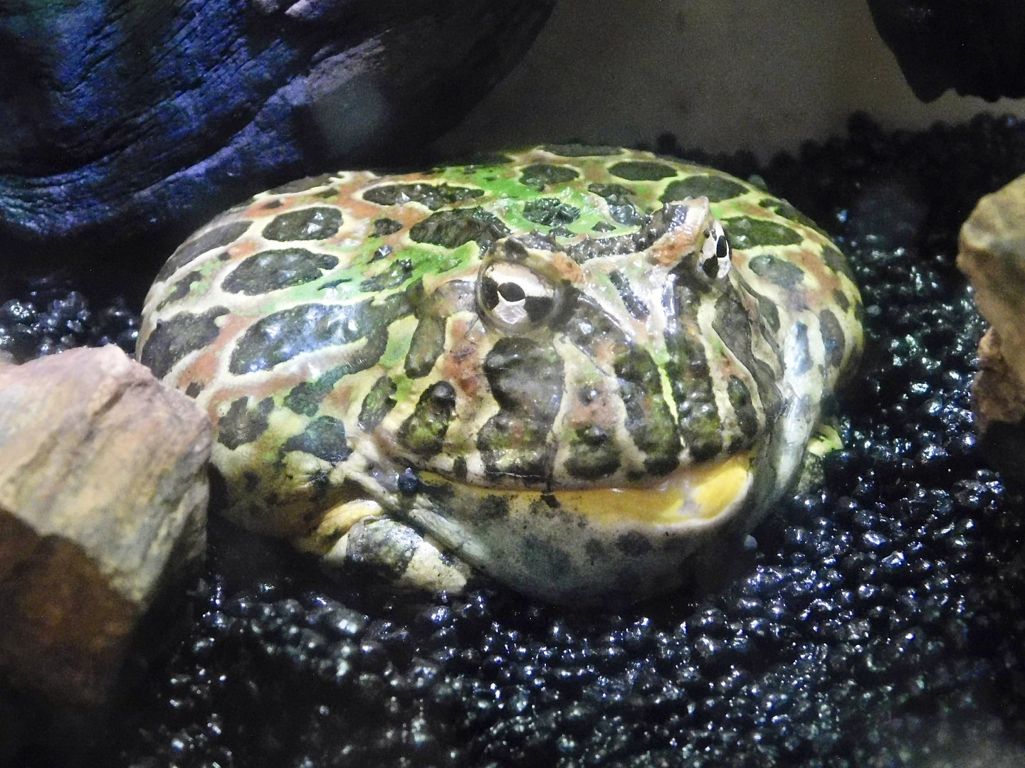 Argentine Horned Frog (Ceratophrys ornata) October 26, 2025