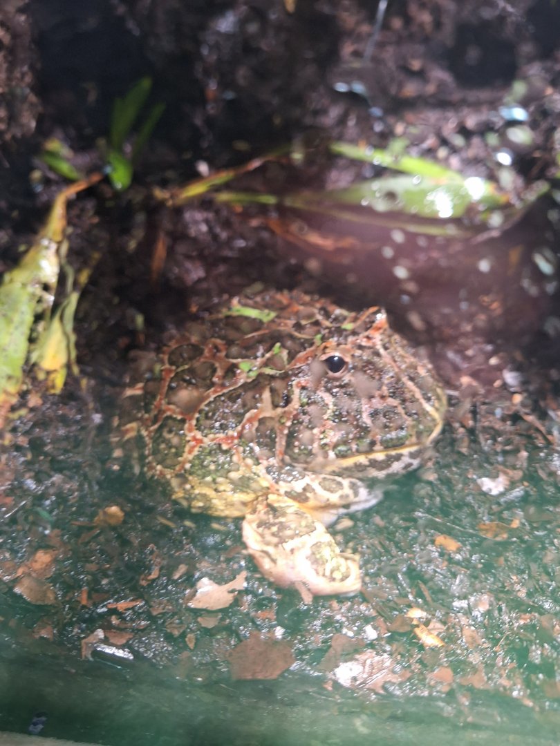 Argentine Horned Frog (Ceratophrys ornata) - Uozu Aquarium