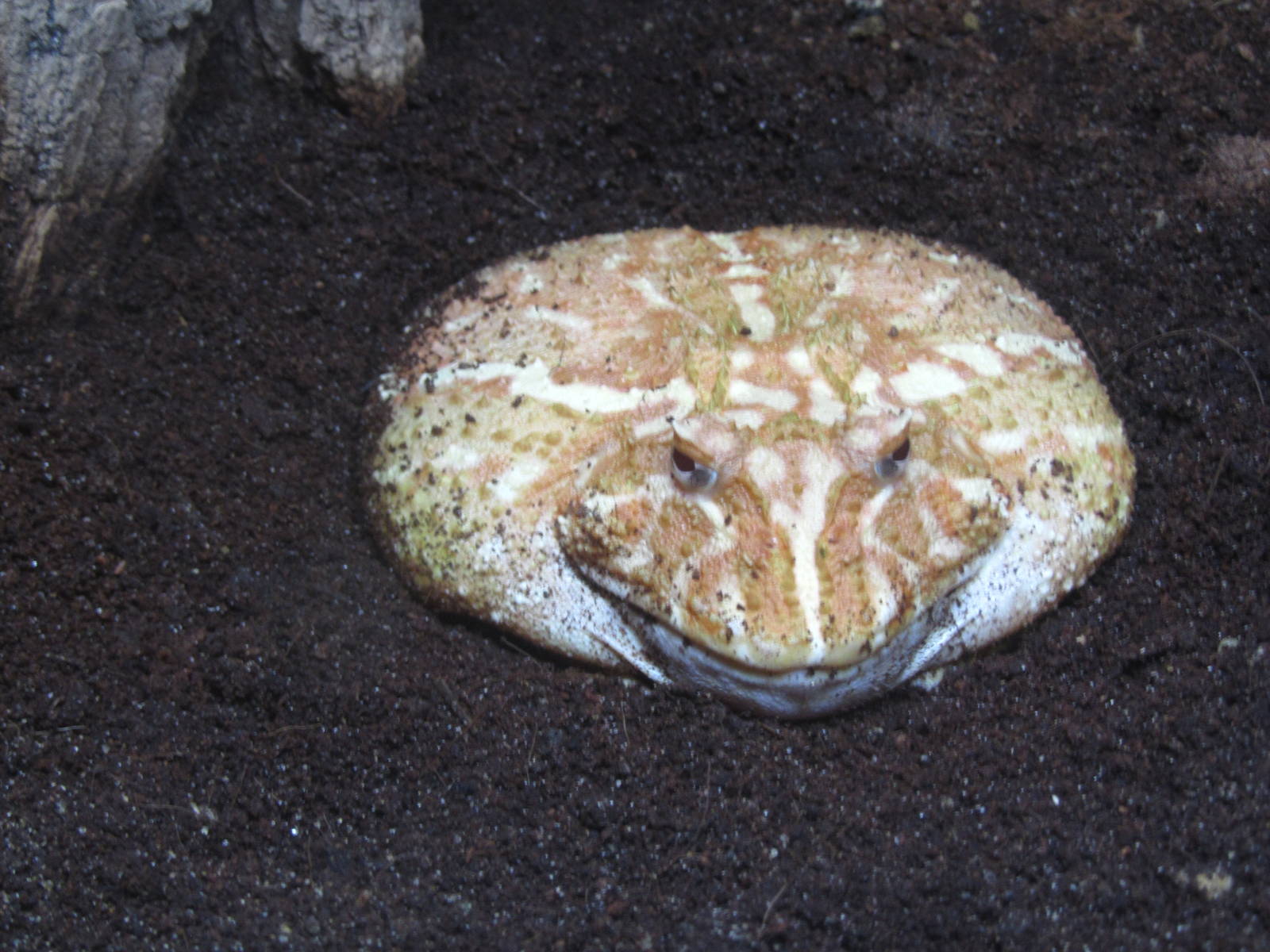Argentine horned frog (Ceratophrys ornata)