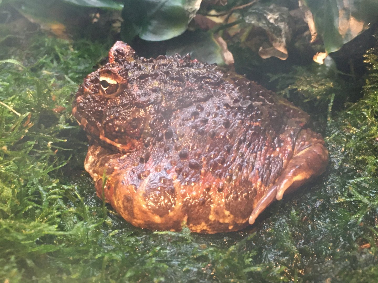 Argentine Horned Frog (Ceratophrys ornata)
