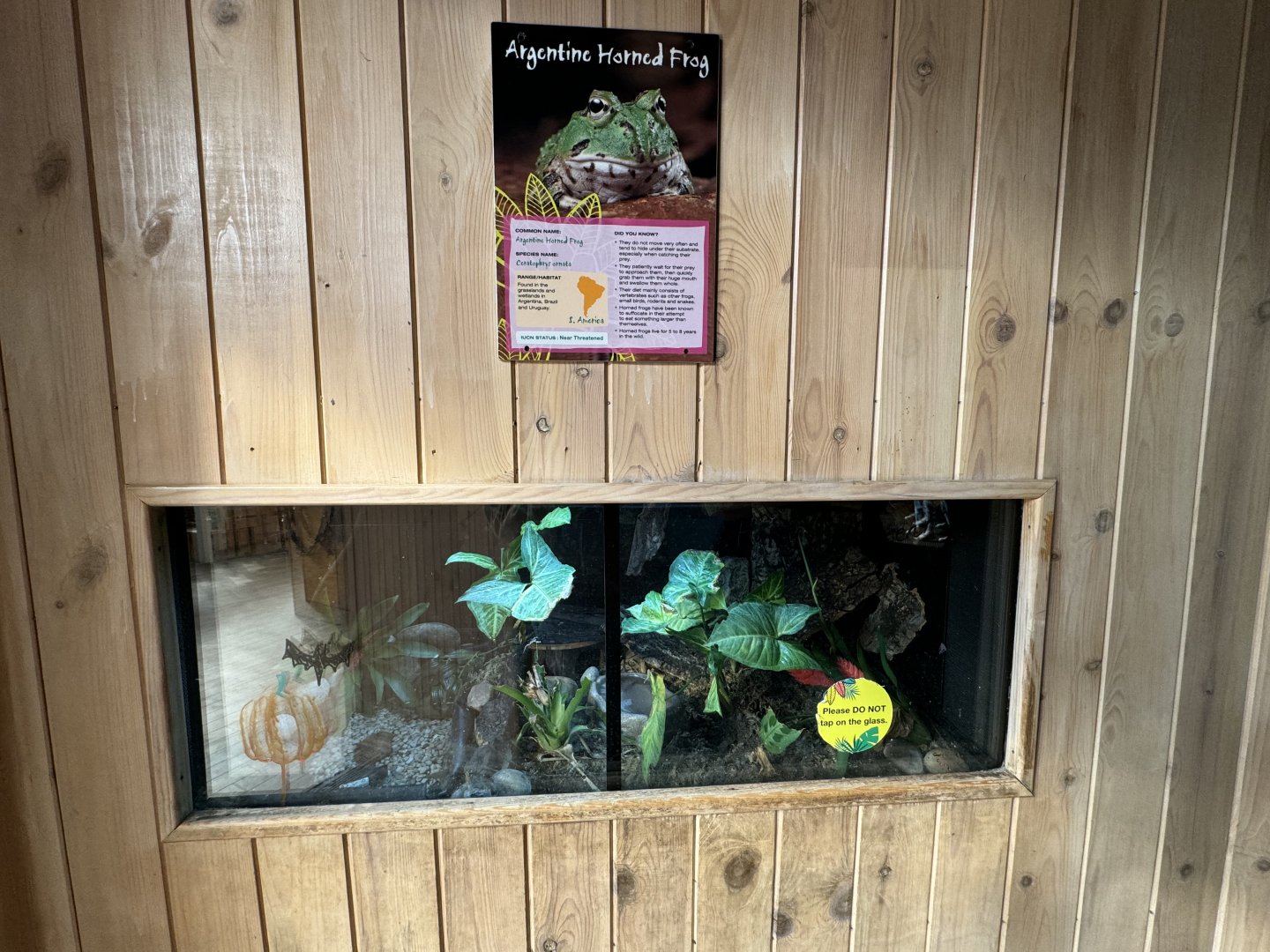 Argentine Horned Frog Enclosure at Tropical World (October 2024)