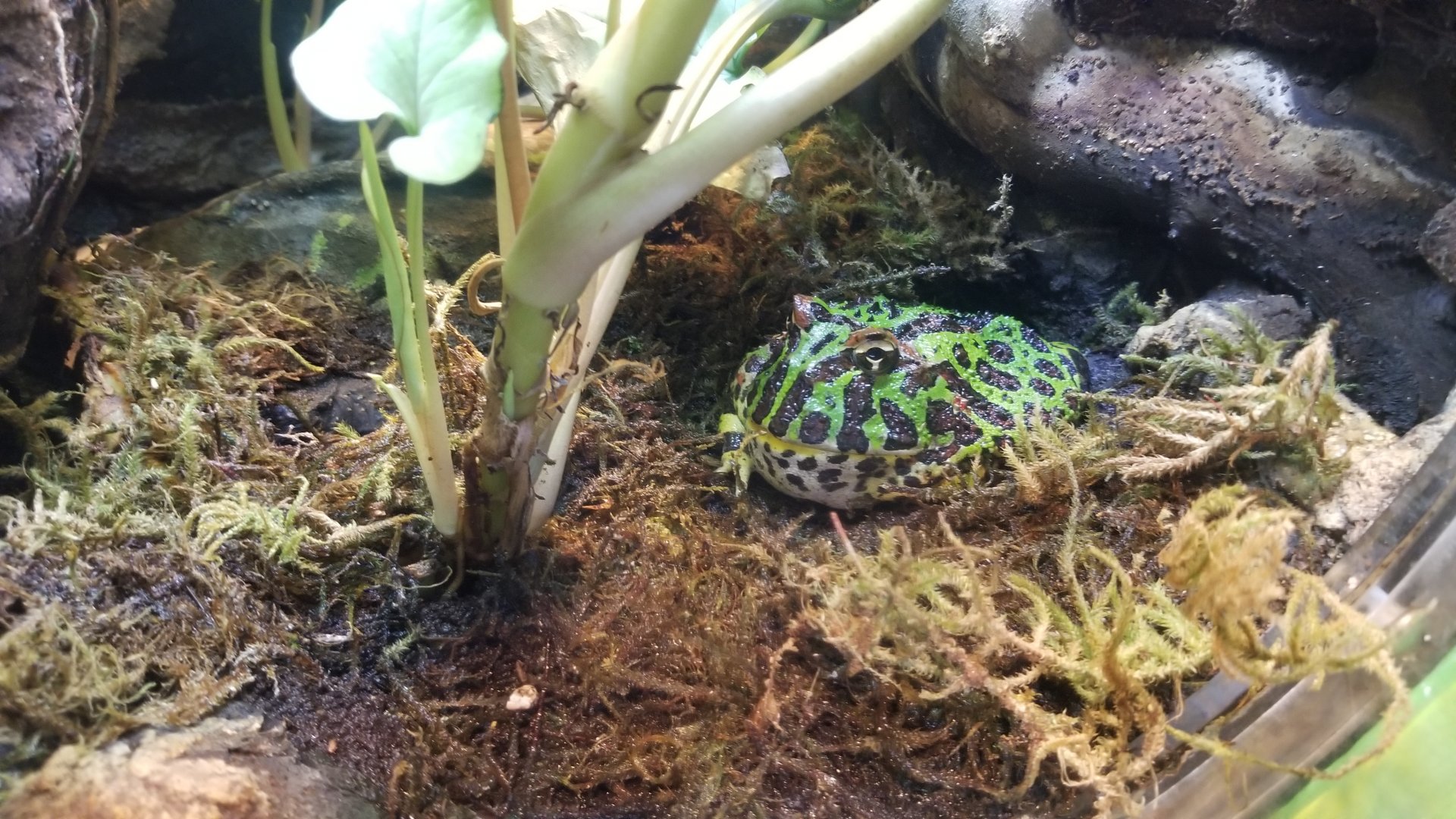 Argentine horned frog