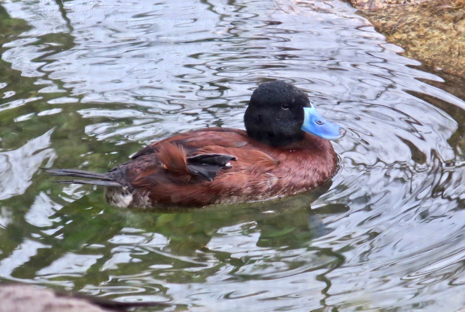 Argentine Lake Duck (Oxyura vittata)