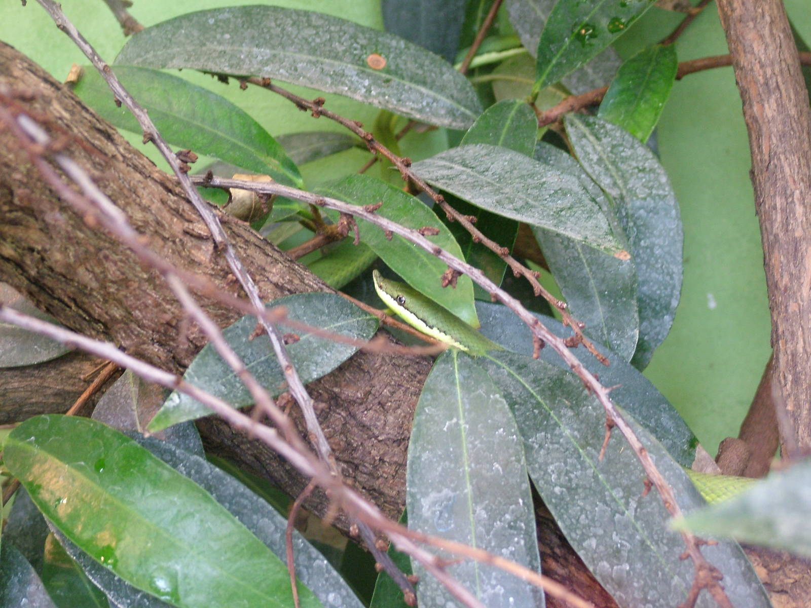 Argentine Long-nosed Snake at Frankfurt 31/08/10