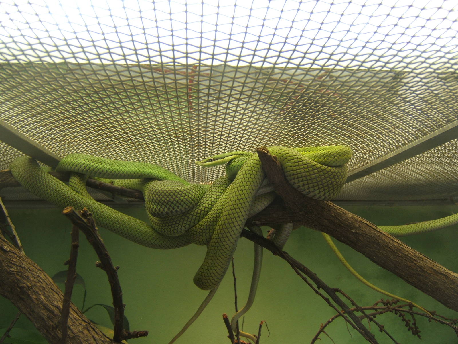 Argentine Long-nosed Tree Snake