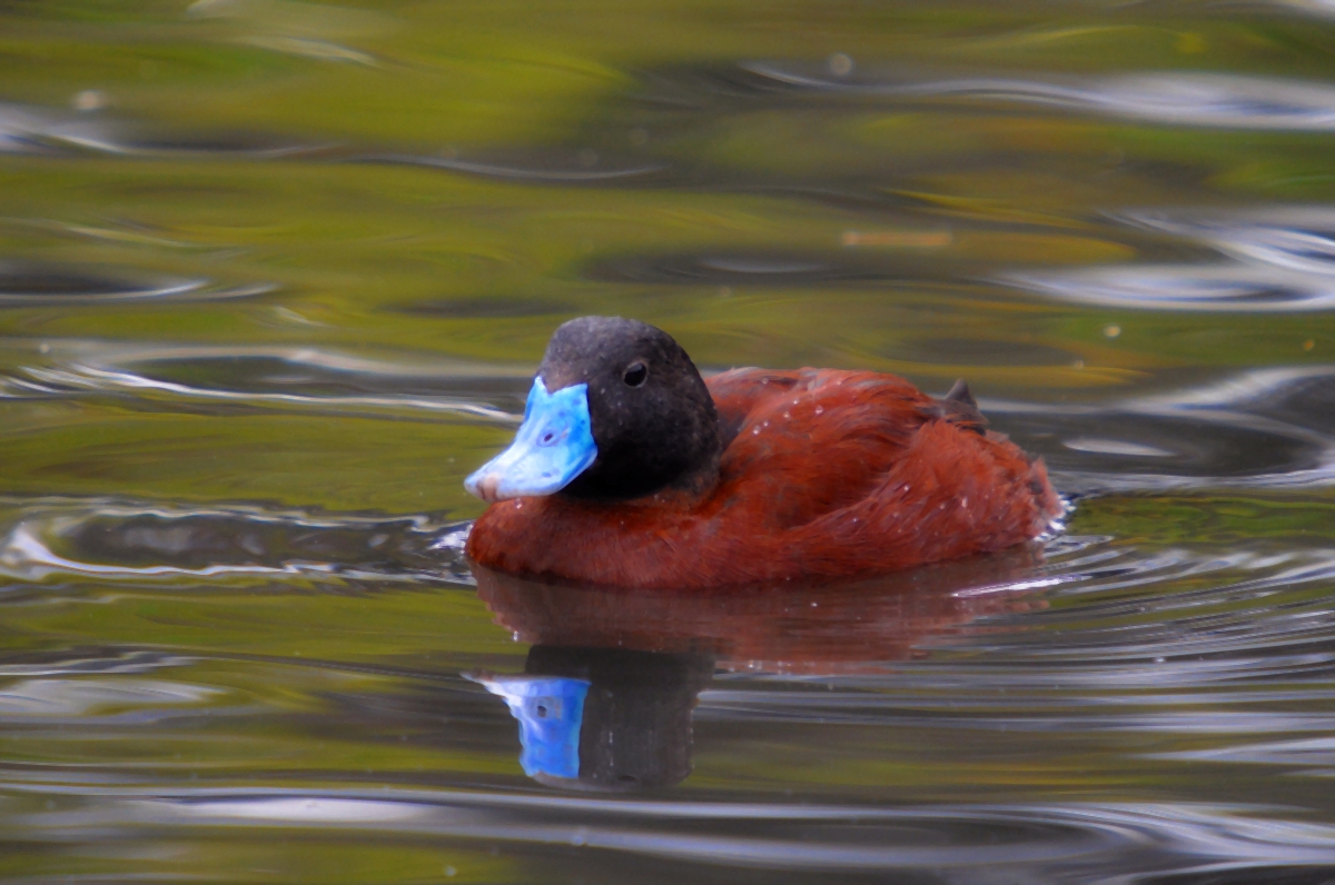 Argentine Male Ruddy Duck